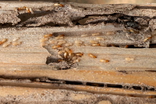 Best Emergency Pest Control  in Casper, WY